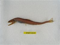 藏品(小鰭鎌齒魚)的圖片